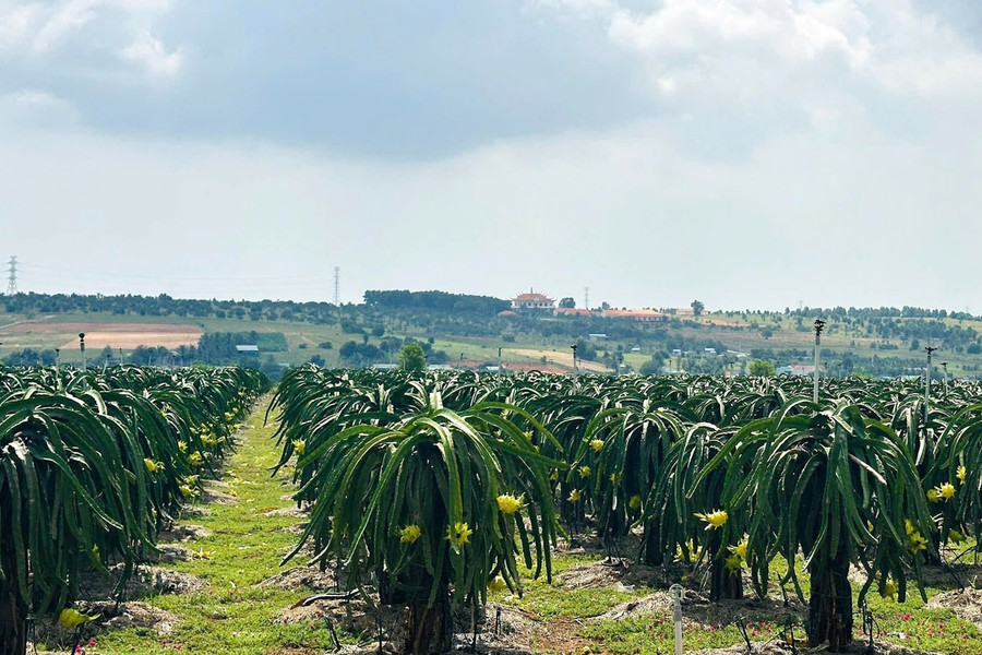 Turning Dragon Fruit Prunings into Organic Fertilizer