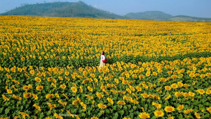 Nghệ An: Trải nghiệm sắc vàng rực rỡ tại cánh đồng hoa hướng dương Nghĩa Lâm