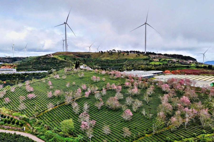 Da Lat’s Outskirts Turns Pink in the Season of Cherry Blossoms