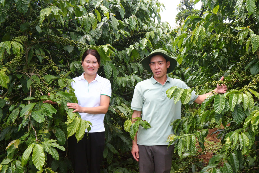 Giọt đắng... trên miền đất “ngọt”