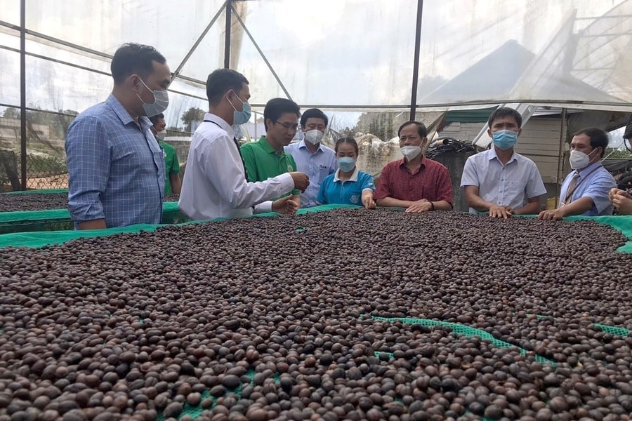 Sustainable Growth of the Coffee Industry