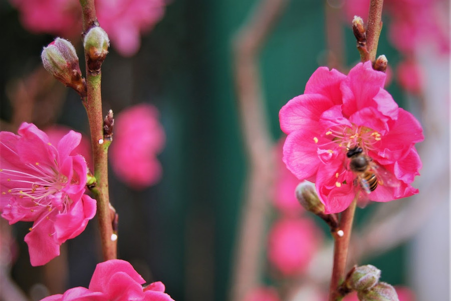A Dream in Bloom: The Peach Garden of Hiep Thanh Commune
