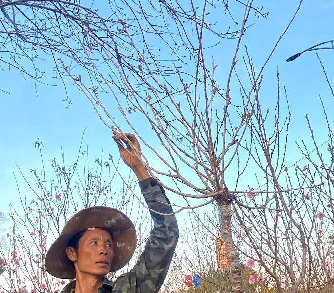 Giấc mơ mang tên hoa đào