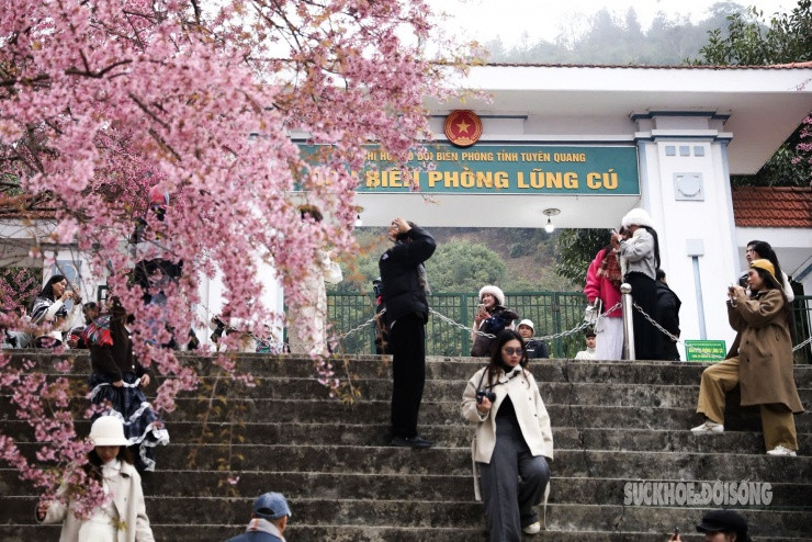 Lũng Cú: Mai anh đào nở rộ trước đồn biên phòng thu hút khách check-in
