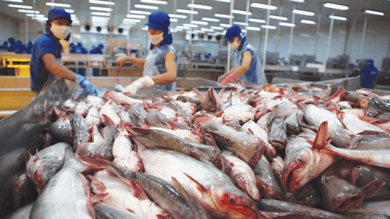 Xuất khẩu cá tra dự báo đạt gần 2,2 tỷ USD năm 2025 và tăng lên 2,3 tỷ USD năm 2026