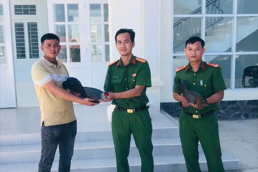 Người dân Hòa Thắng giao nộp 2 cá thể gà lôi quý hiếm