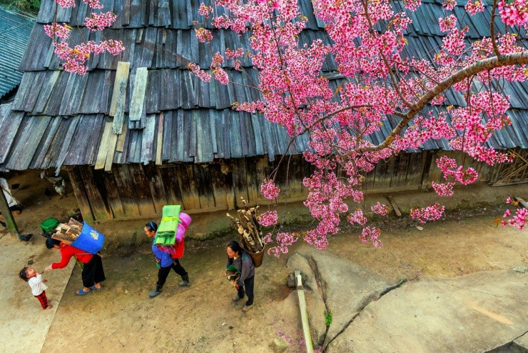 Bản Phà Nọi Nghệ An: Mùa hoa anh đào rực hồng giữa miền biên viễn