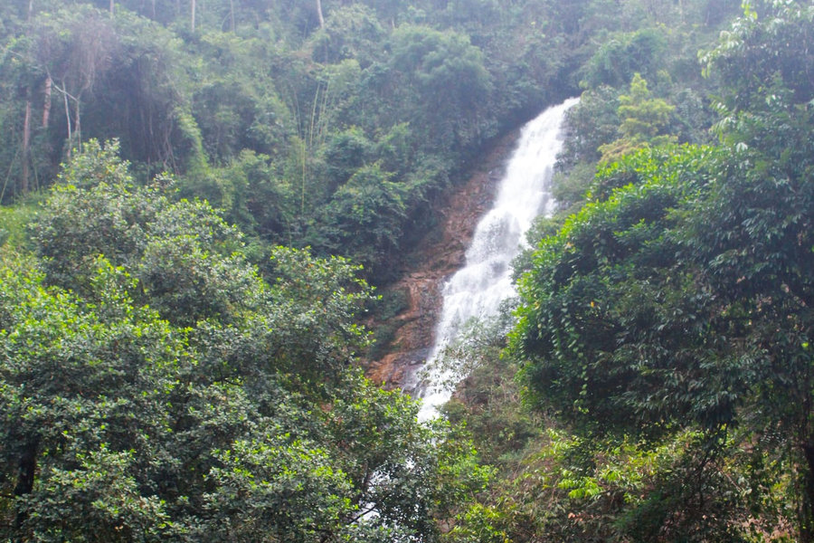 A Silver Waterfall Amid a Primeval Forest