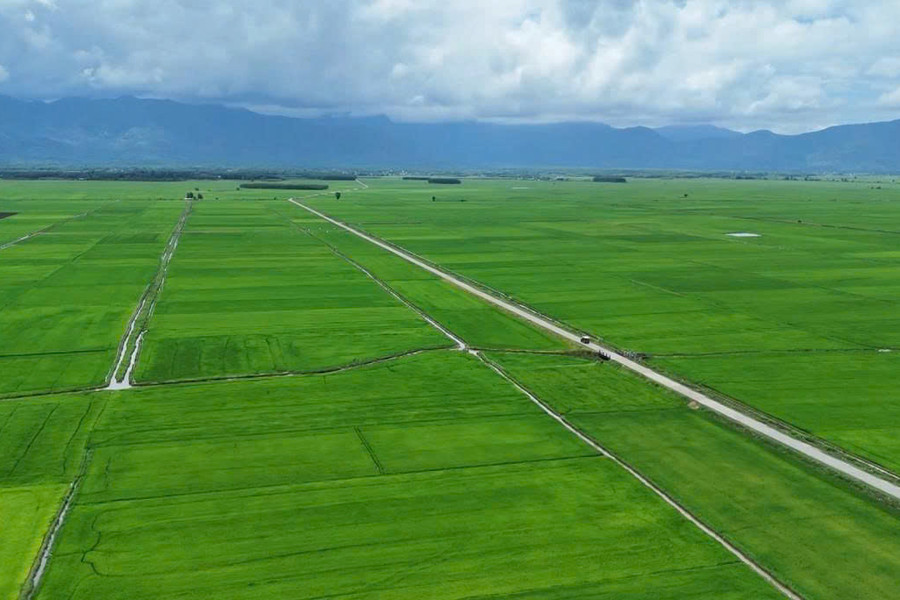 Những đảng viên tiên phong gieo lúa hữu cơ trên vùng đất cằn