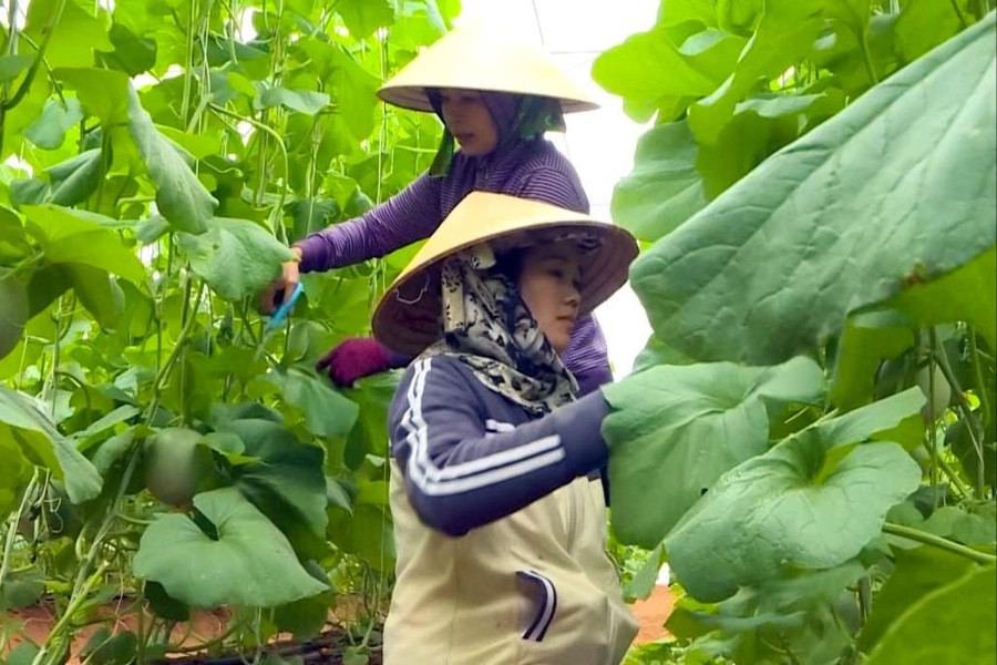 Dưa lưới công nghệ cao phía Đông Lâm Đồng vào vụ Tết