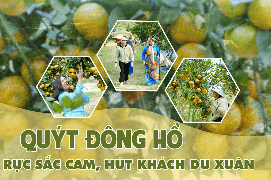 Quýt Đông Hồ rực sắc cam, hút khách du xuân