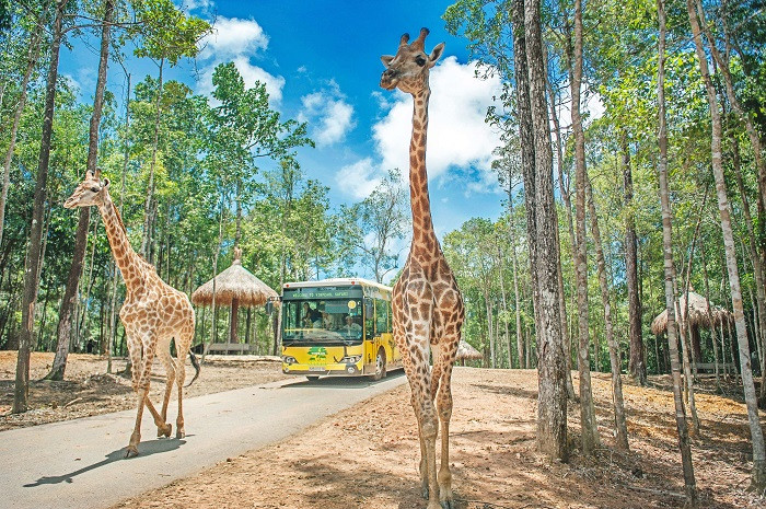 Vinpearl Safari Phú Quốc: Kinh nghiệm trải nghiệm vườn thú bán hoang dã và giá vé 2026
