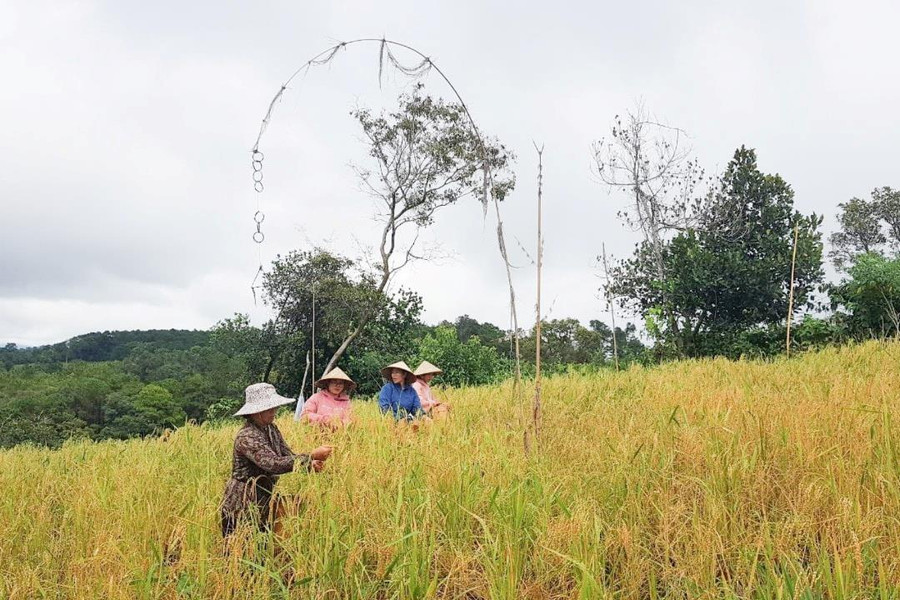 Lúa mẹ thơm vàng ở miền ruộng núi