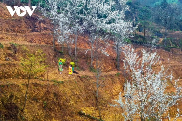 Hà Giang: Hành trình chạm vào linh hồn vùng cao qua những nụ cười trên đá