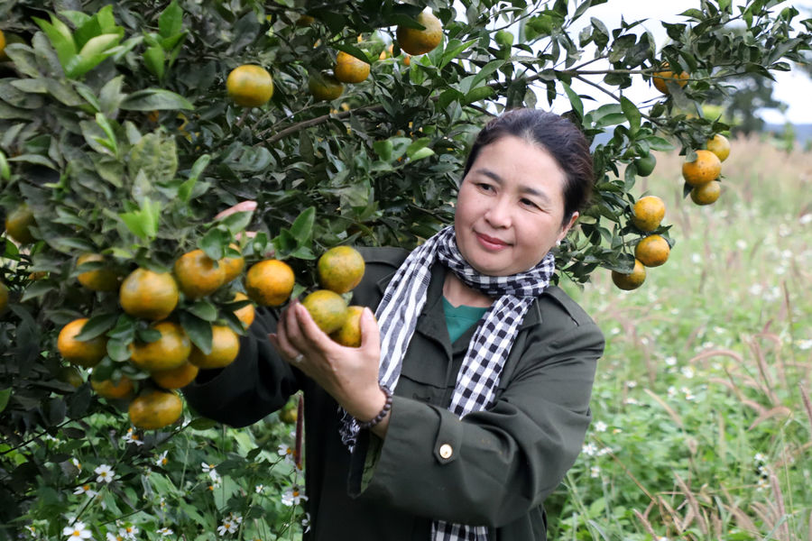 Thu trái ngọt trên vùng đất núi lửa Lâm Đồng