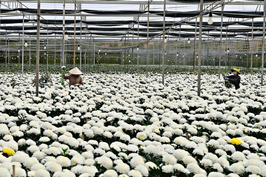 Điểm sáng nông nghiệp công nghệ cao ở Đam Rông 1