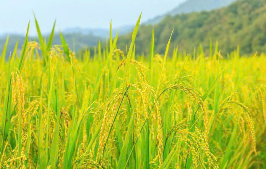 Giá lúa gạo hôm nay 14/1: Lúa tươi tại Đồng bằng sông Cửu Long đồng loạt nhích tăng