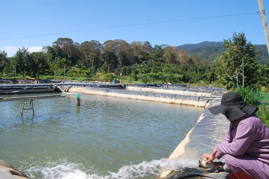 Farmers in Remote Areas Confidently Shift Crops and Livestock