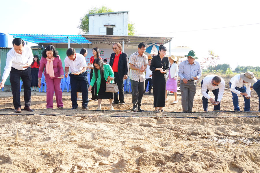 Lâm Đồng triển khai vùng trồng cao lương công nghệ cao tại Hàm Liêm