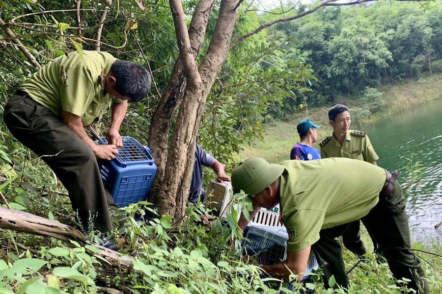Lam Dong Enforces Protection of Wild Animals