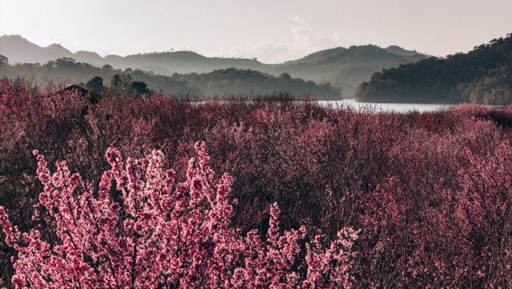 Điện Biên: Khám phá sắc hồng Sakura rực rỡ trên đảo hoa Pá Khoang