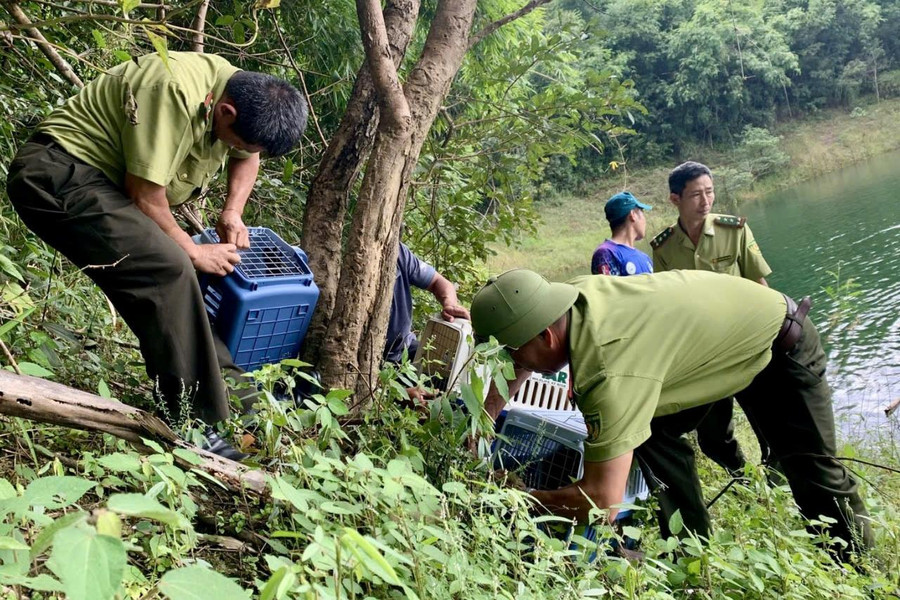 Lâm Đồng bảo vệ nghiêm ngặt động vật hoang dã