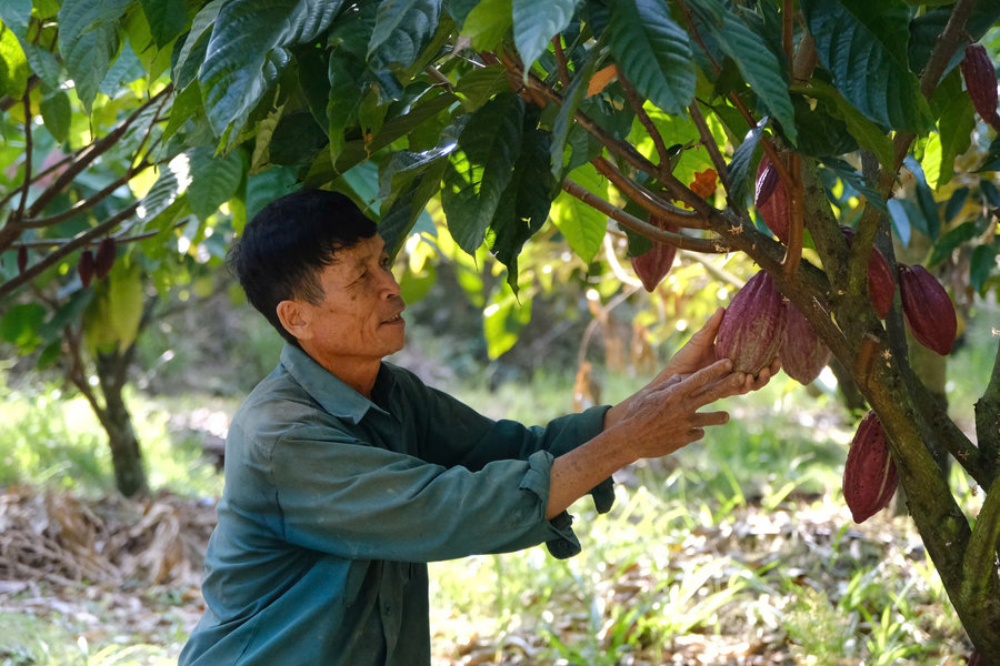 Hình thành vùng nguyên liệu ca cao ở Ðạ Tẻh 2
