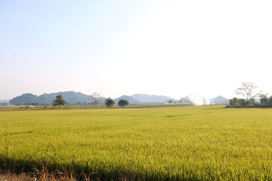 Mùa vàng sớm trên cánh đồng Đạ Tẻh