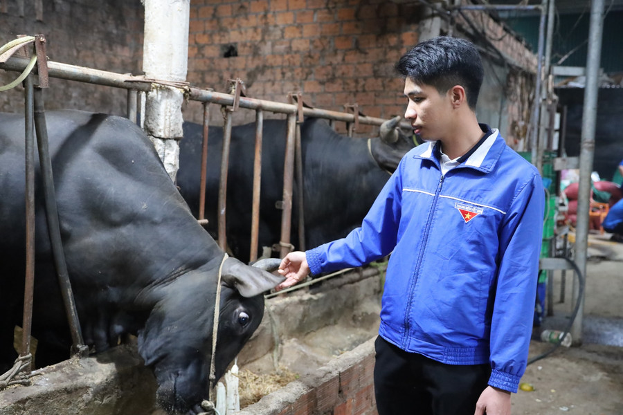 Organic Cattle Farming Model: When Knowledge Creates Sustainable Value