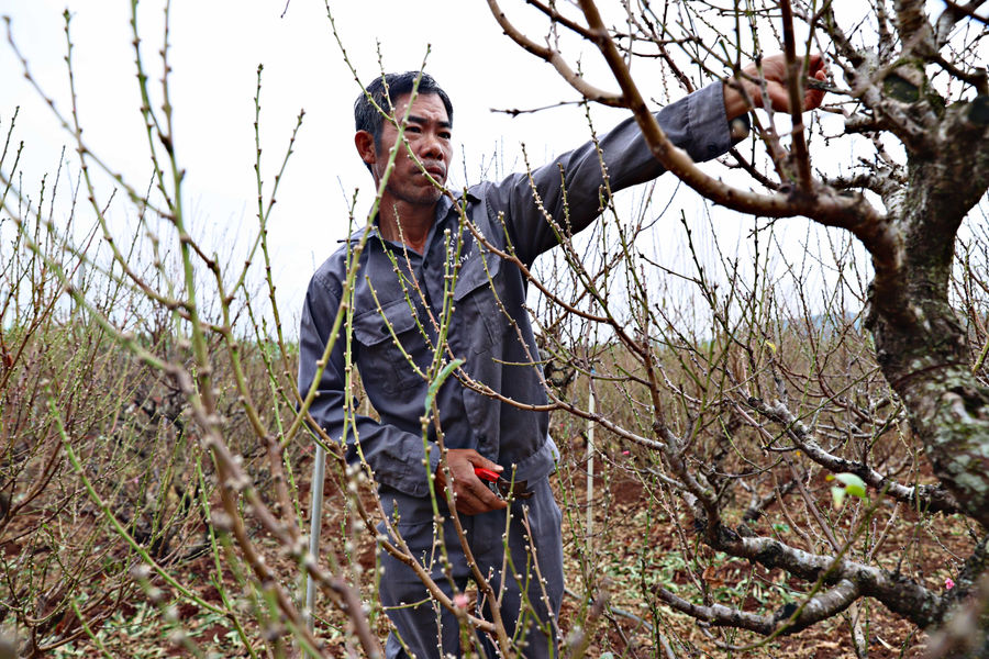 Lam Dong’s Peach Growers Hold Their Breath as Lunar New Year Nears