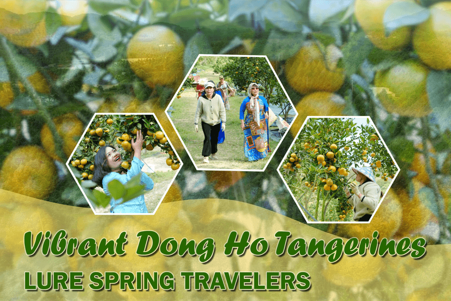 Vibrant Dong Ho Tangerines