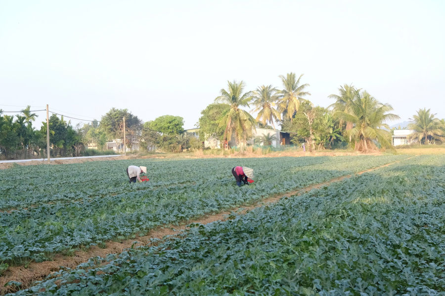Vùng dưa hấu phía Nam Lâm Đồng tất bật vào vụ Tết