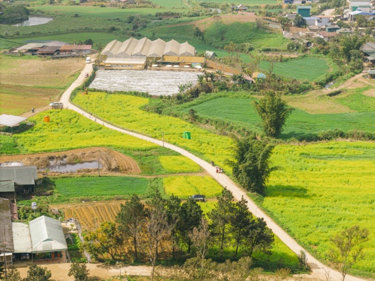 Mộc Châu: Check-in những cánh đồng hoa cải vàng rực rỡ rộng hàng chục hecta