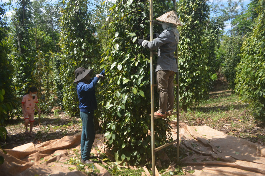 Mất mùa hồ tiêu nhưng không buồn