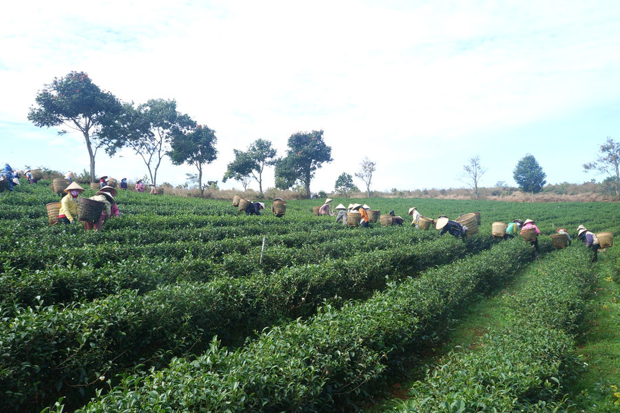 Định vị lại giá trị của trà