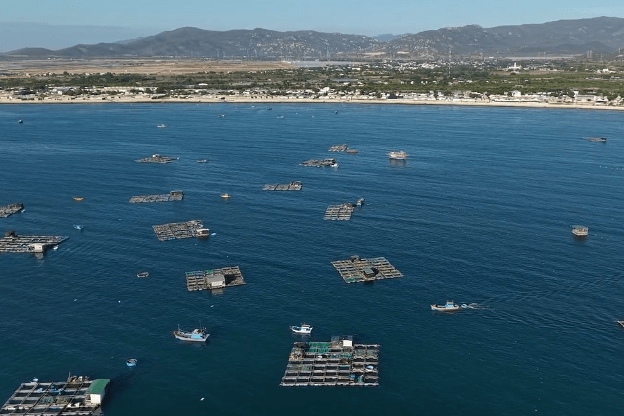 Harnessing the Blue Economy: Sea Cage Aquaculture Transforms Coastal Livelihoods in Vinh Hao
