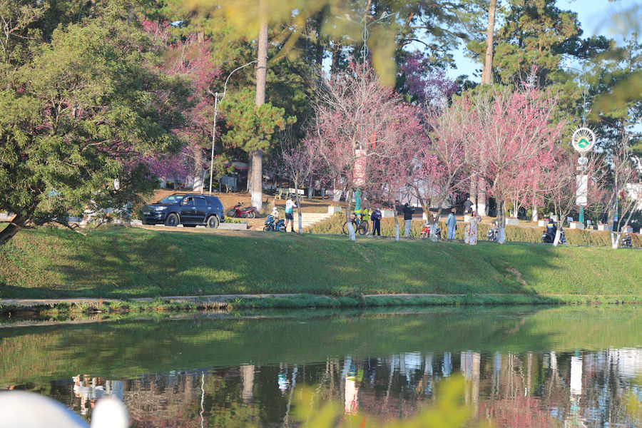 Dalat in Bloom: Spring Arrives on Urban Streets