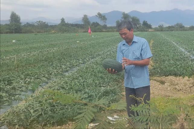 Ngọt ngào dưa hấu ven sông La Ngà