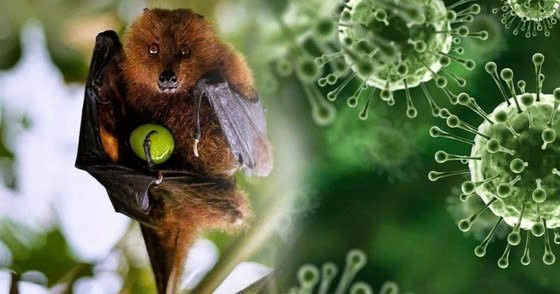 Malaysia tăng cường giám sát y tế, kiểm soát biên giới đề phòng virus Nipah