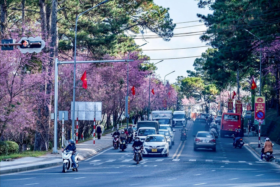 Từ Lễ hội Hoa mai anh đào đến cách tiếp cận mới cho du lịch Đà Lạt