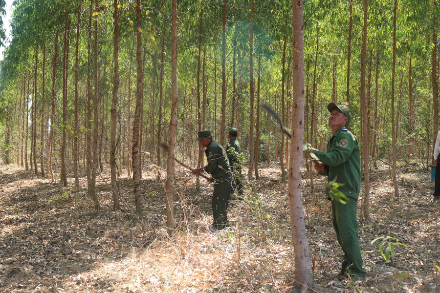Rừng trồng tái sinh trên vùng đất lán sạn