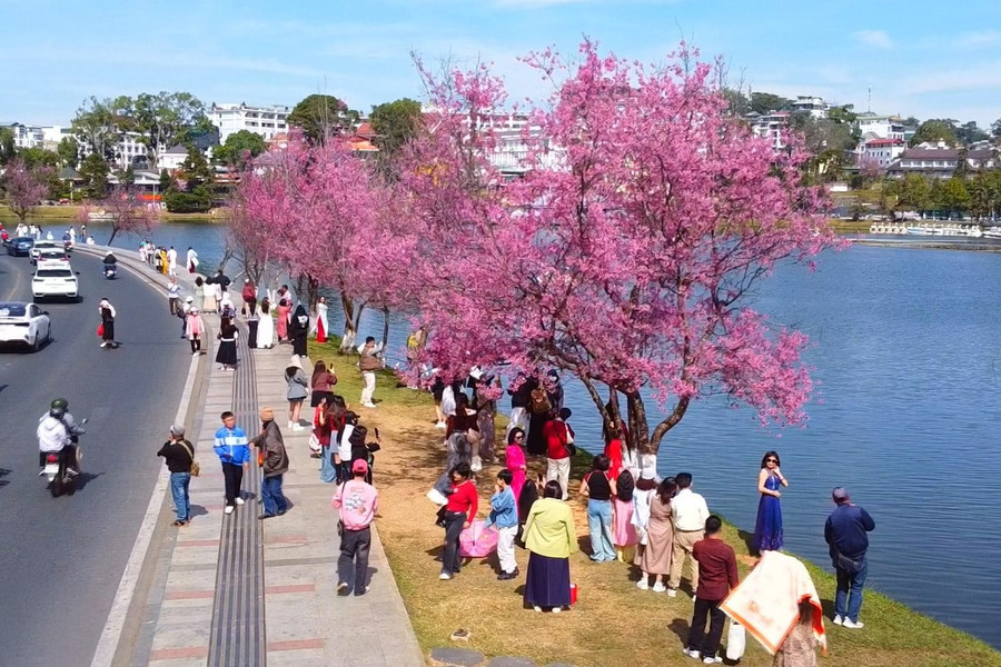 Da Lat Bathed in Pink Cherry Blossoms as Spring 2026 Arrives