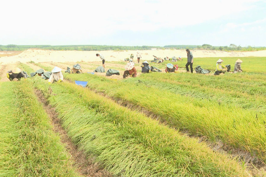 Tết này, dân trồng kiệu Sơn Mỹ thu tiền tỷ