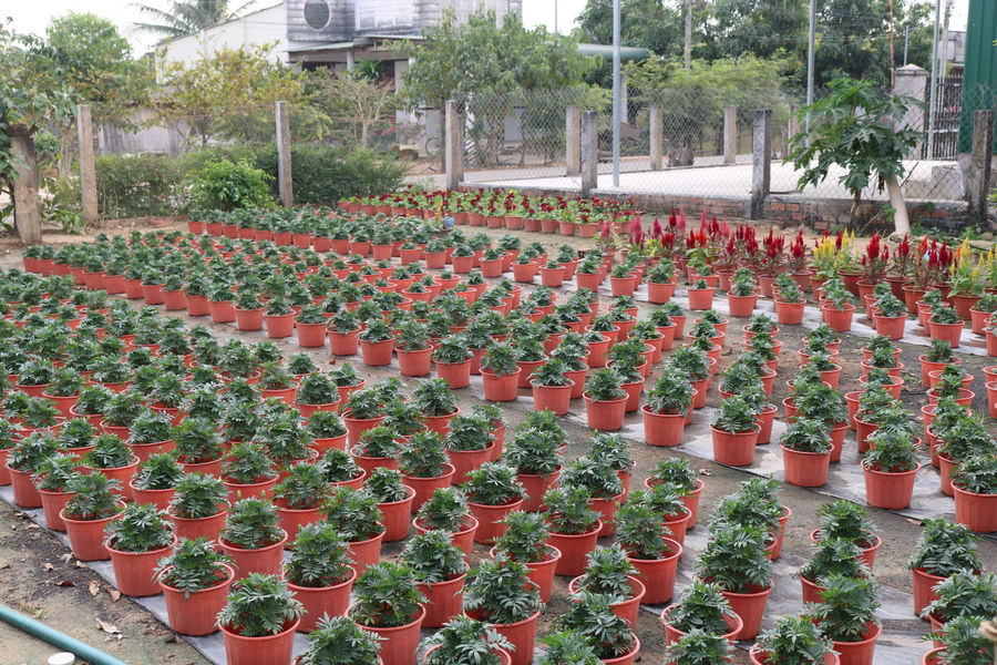 Hoa vườn đón tết