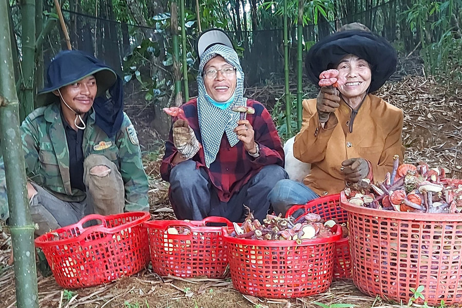 Expanding Reishi Mushroom Cultivation Beneath Bamboo Forest Canopies