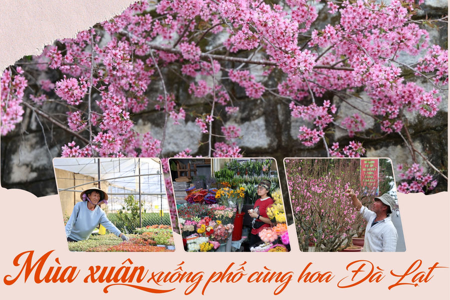 Mùa xuân xuống phố cùng hoa Đà Lạt