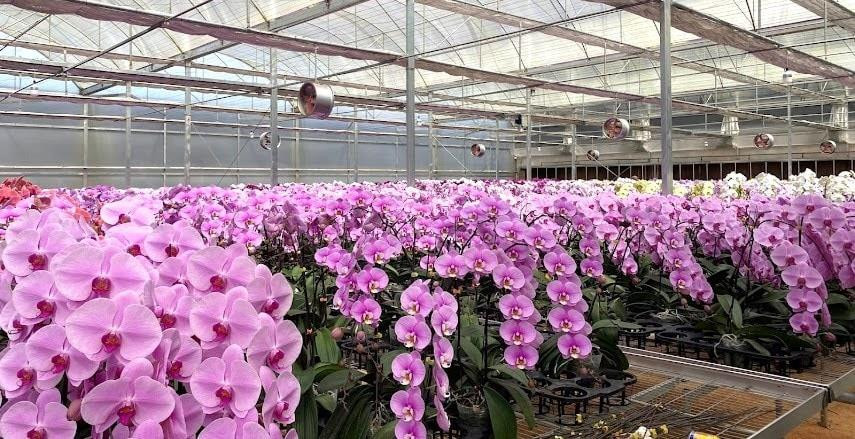 Lan hồ điệp Lâm Đồng giữ vững thị trường hoa Tết