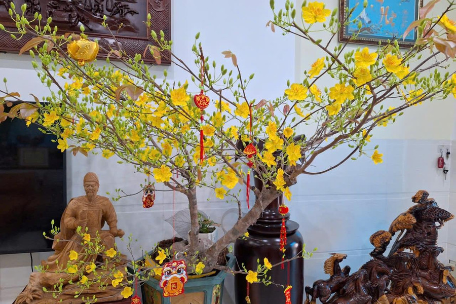 Sắc xuân mai rừng từ truyền thuyết đến đời sống