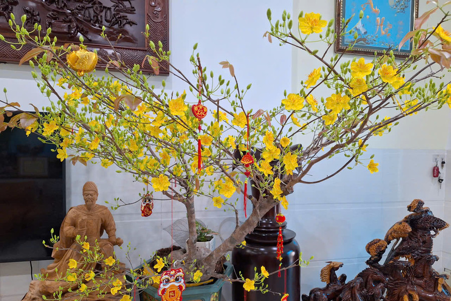 The Spring Colors of Wild Apricot Blossoms: From Legend to Everyday Life
