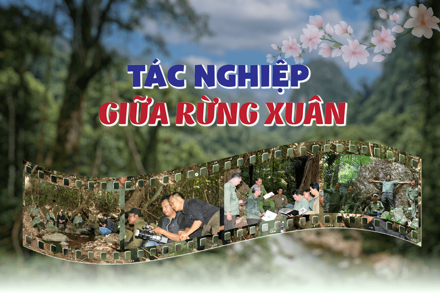 Tác nghiệp giữa rừng xuân